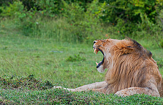 肯尼亚,马赛马拉,雄性,狮子,放松,草丛,麦赛-玛拉国家公园