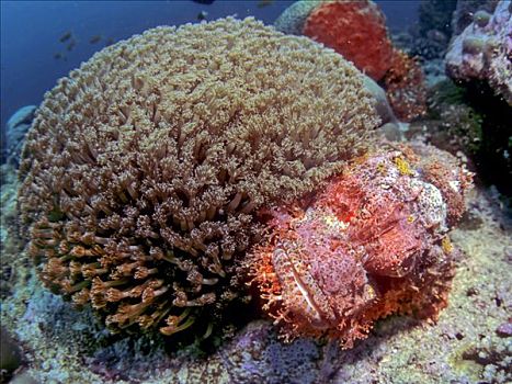 胡须,鲉,隐藏,后面,软珊瑚,印度尼西亚