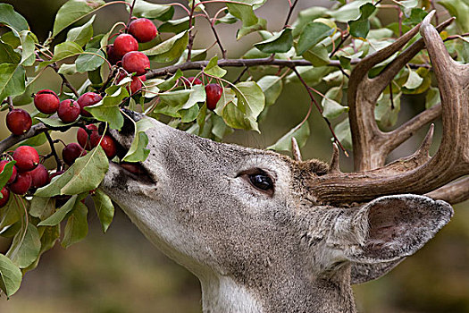 白尾鹿,公鹿,浏览,水果