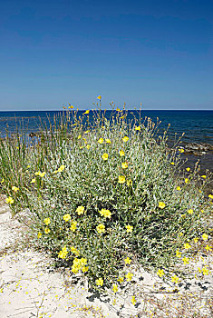 灌木,岩蔷薇,沙滩,萨丁尼亚,意大利,欧洲
