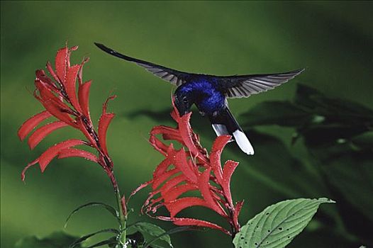 紫罗兰,蜂鸟,花,雾林,哥斯达黎加