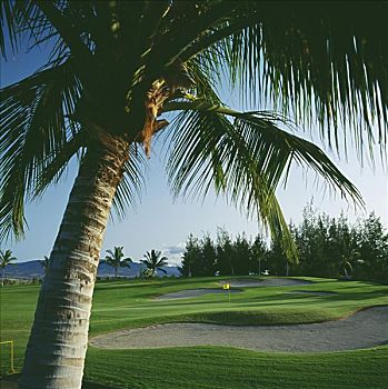 夏威夷,夏威夷大岛,瓦克拉,胜地,高尔夫球场,海滩,场地,棕榈树,前景