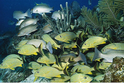 水下视角,蓝色,条纹,咕噜声,灰色,鲷鱼,靠近,基拉戈岛,佛罗里达,美国