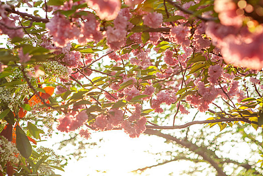 上海植物园樱花