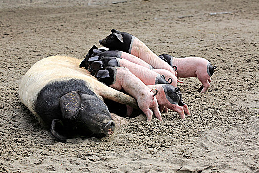 家猪,母猪,吸吮,小猪,女性,小动物,斑点,德国,欧洲
