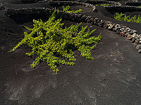 葡萄种植,熔岩流,兰索罗特岛