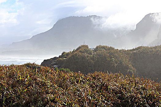 海岸植物