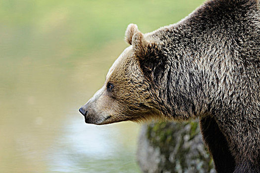 特写轮廓,欧亚,棕色的熊,熊棕熊棕熊,在巴伐利亚森林,巴伐利亚,德国