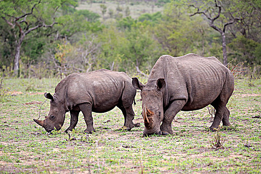 两个,白色,犀牛,白犀牛,成年,动物,一半,喂食,交际,行为,厚皮动物,克鲁格国家公园,南非,非洲