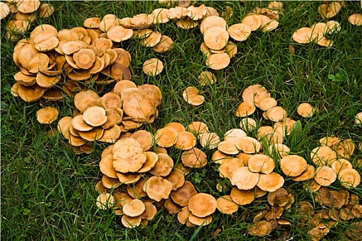 圆,蘑菇,秋天