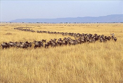 蓝角马,角马,牧群,迁徙,排列,马赛马拉国家保护区,肯尼亚