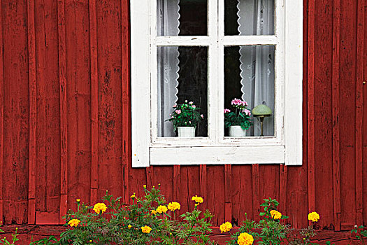 窗户,花盆,史马兰,瑞典