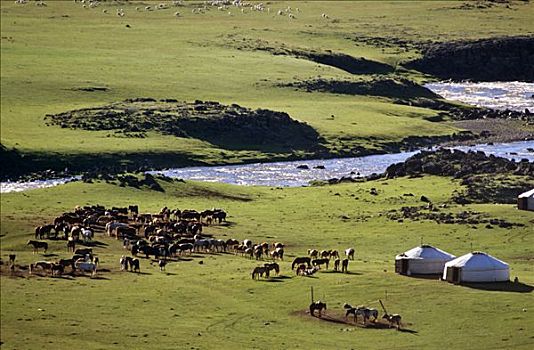 蒙古,夏天,牧人,露营,河