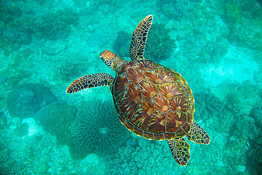 海龟,水下,岛屿,海洋,自然保护区,鱼,东方,菲律宾