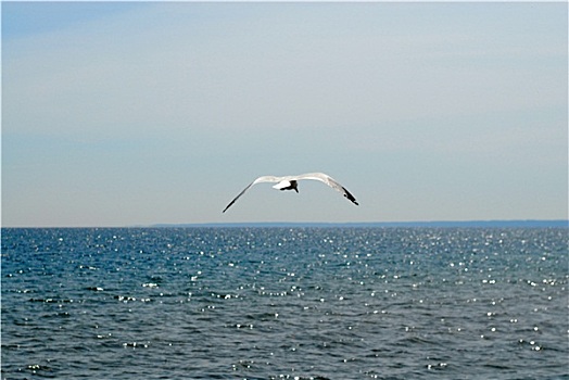 海鸥,后面,湖