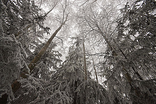白霜,桦树,常青树,俄罗斯,公园,高尔夫球场,阿拉斯加,冬天
