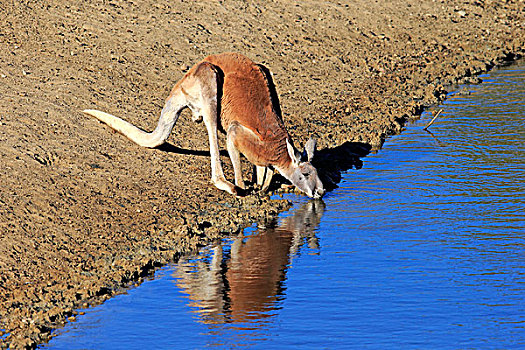 红袋鼠,成年,雄性,饮用水,国家公园,新南威尔士,澳大利亚,大洋洲