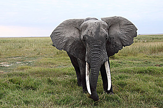 肯尼亚非洲象-正面张耳特写