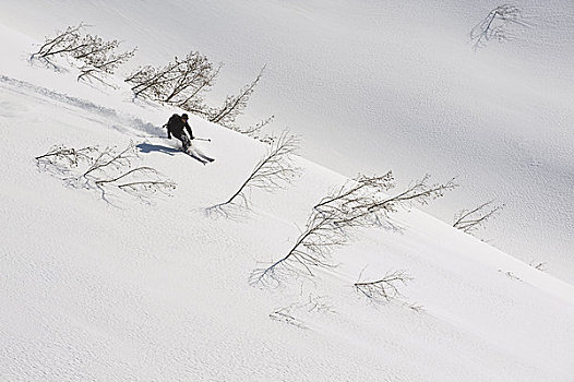 边远地区,滑雪者,下降,桤木,阿拉斯加