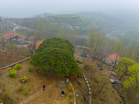 山东蒙阴岱崮地貌桃花盛开