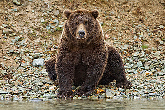 美国,阿拉斯加,卡特麦国家公园,大灰熊,棕熊,凝视,三文鱼,卵,河流,捕鱼,湾