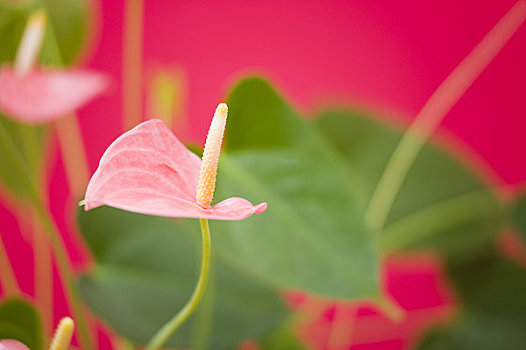 花烛属植物