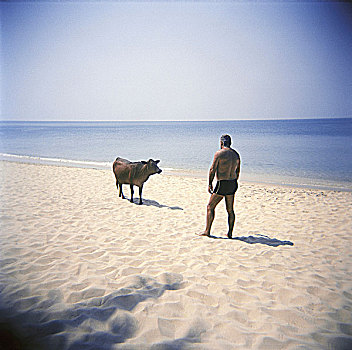 男人,母牛,海滩