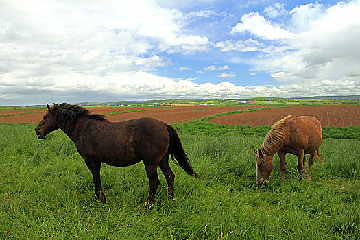 马,放牧,草场,安那波利斯谷地,新斯科舍省,加拿大