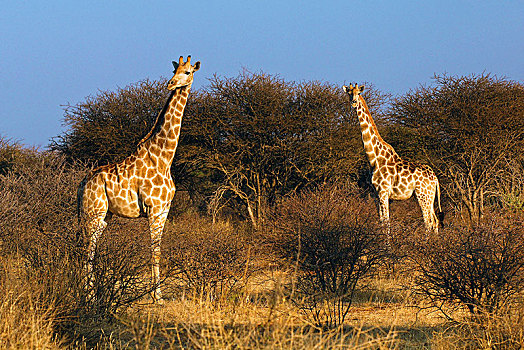 两个,安哥拉,长颈鹿,大草原,埃托沙国家公园,纳米比亚,非洲