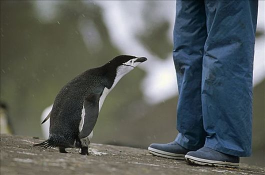 帽带企鹅,南极企鹅,检查,游客,欺骗岛,南设得兰群岛,南极