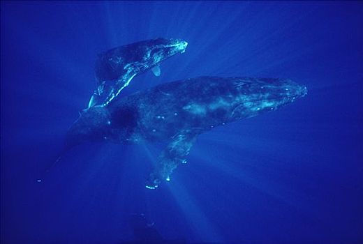 驼背鲸,大翅鲸属,鲸鱼,夏威夷