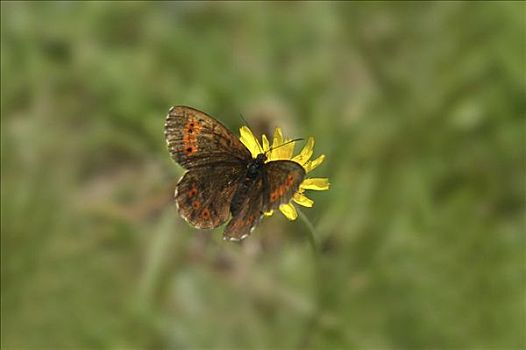 蝴蝶,黄花,国家公园,陶安,奥地利
