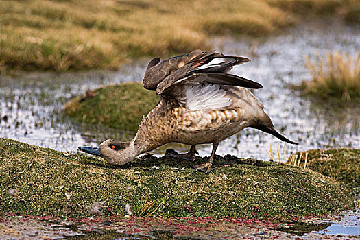鸭子,伸展,拉乌卡国家公园,智利