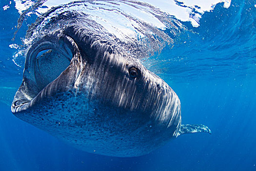 鲸鲨,浮游生物,35岁,英里,海岸,墨西哥