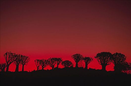 抖树,二歧芦荟,箭筒树,日落,纳米比亚