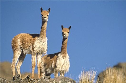 小羊驼,一对,野生,高,安第斯山,毛织品,潘帕斯草原,自然保护区,秘鲁