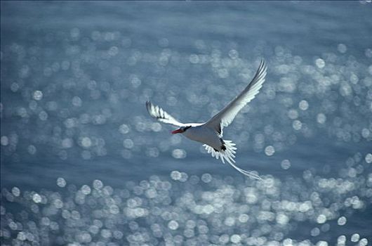 海鸥,燕尾鸥,飞,展示,白色,色彩,加拉帕戈斯群岛,厄瓜多尔