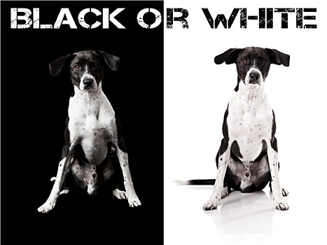 背影,白色,狗