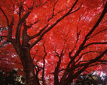 枫树,红色