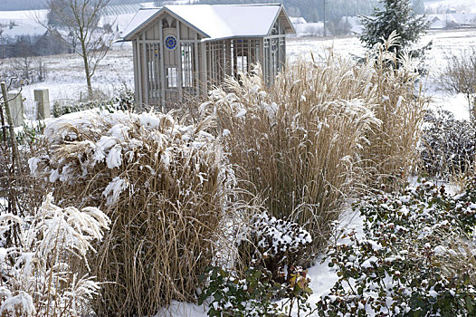 茶园,冬天,花园,雪,床