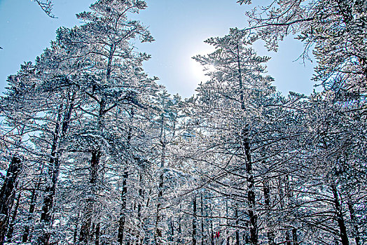 四川大邑县西岭雪山日月坪原始森林中的雪树挂