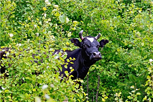 母牛,黑白,叶子