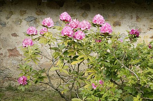 杜鹃花属植物