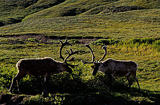 美国,阿拉斯加,德纳里峰国家公园,靠近,中心,北美驯鹿,逆光,浏览,柳树