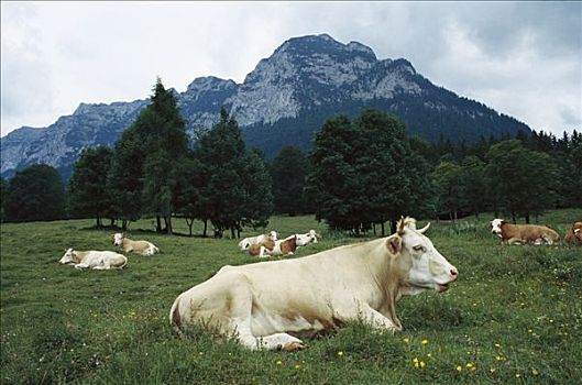 家牛,牧群,休息,德国南部