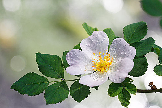 花,白色,犬蔷薇,蔷薇果,雨滴,石荷州,德国,欧洲