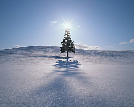 雪原,树,太阳