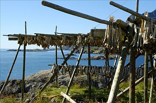 悬挂,鳕鱼干,靠近,罗弗敦群岛,挪威