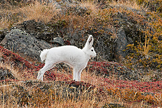 格陵兰,大,峡湾,北极兔,兔属,伸展,秋天,苔原,栖息地