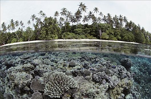 水中,珊瑚礁,热带海岛,所罗门群岛